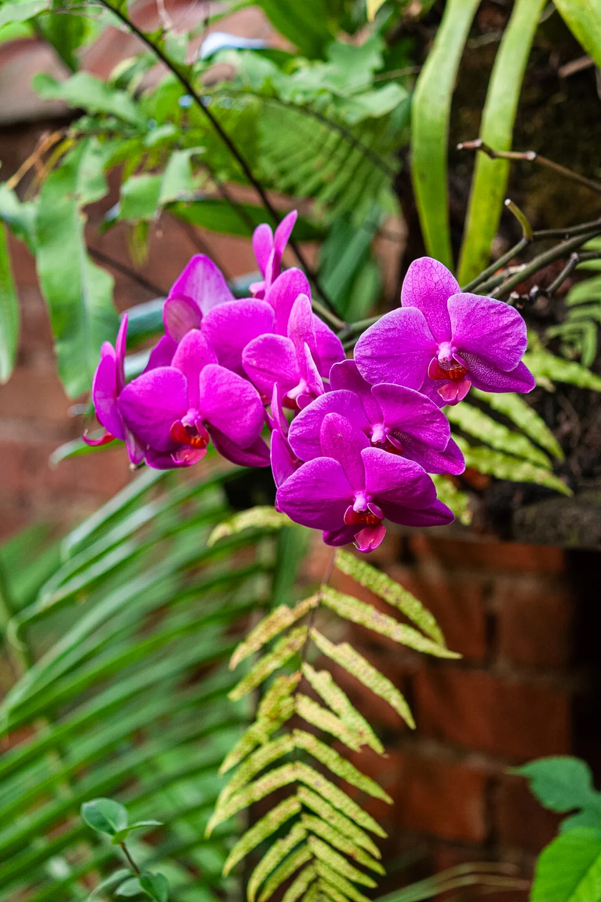 Orquídea no jardim do Restaurante General
